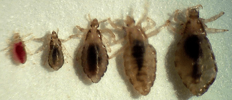 Nor dira parasitoak