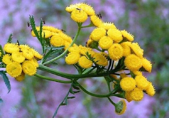tansy erabiliz parasitoak gorputzetik kentzeko
