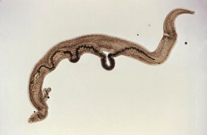 Schistosoma parasitoa gorputzaren barruan